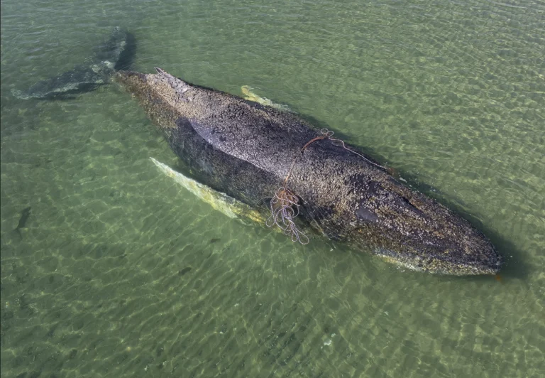 Timmy the humpback whale is dead — the full story of a €1.5 million rescue that divided Europe